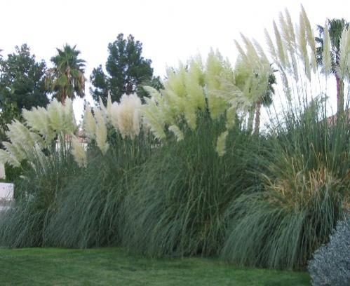 Name:  Las_Vegas_Pampas_grass.jpg
Views: 3129
Size:  36.5 KB