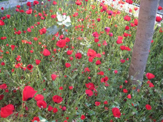Name:  IMG_0124.jpg
Views: 1073
Size:  71.8 KB