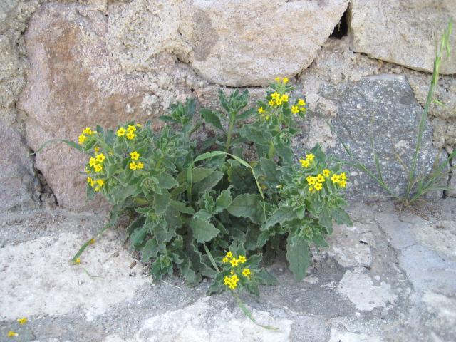 Name:  IMG_0125.jpg
Views: 1280
Size:  69.6 KB