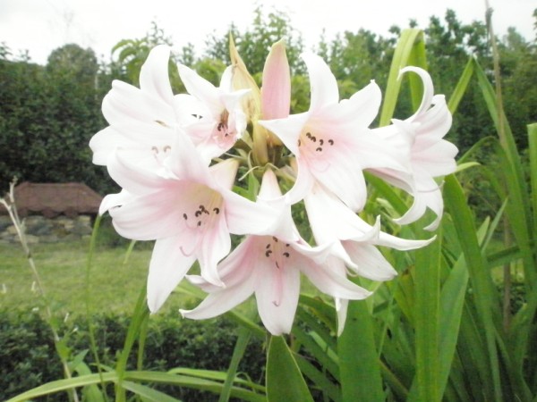 Name:  P8061874 (600 x 450).jpg
Views: 919
Size:  67.2 KB