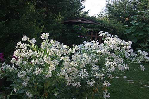 Name:  IMG_5102.JPG
Views: 2735
Size:  66.4 KB