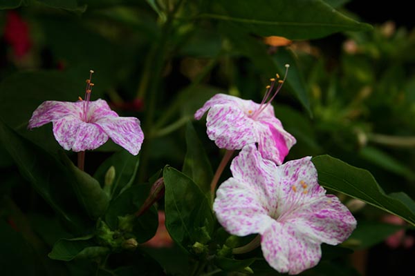 Name:  IMG_5115.JPG
Views: 2014
Size:  50.6 KB