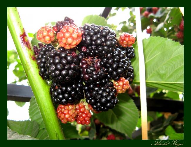 Name:  Brtlenlerim.jpg
Views: 938
Size:  55.0 KB