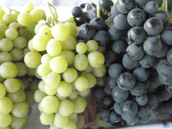 Name:  P8201933 (600 x 450).jpg
Views: 844
Size:  66.3 KB