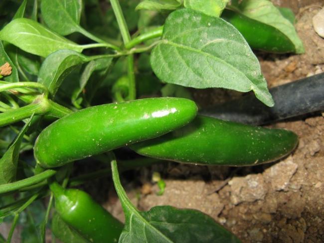 Name:  Jalapeno biber.jpg
Views: 7046
Size:  47.4 KB