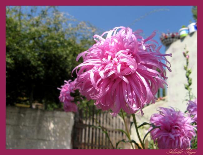 Name:  sar.patt.jpg
Views: 829
Size:  44.6 KB
