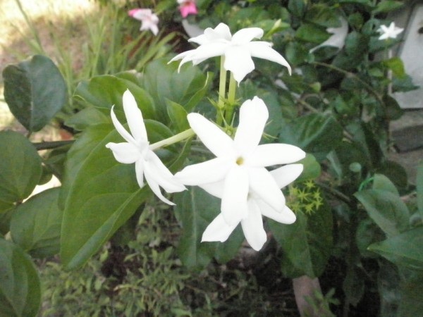 Name:  P8261932 (600 x 450).jpg
Views: 966
Size:  66.0 KB