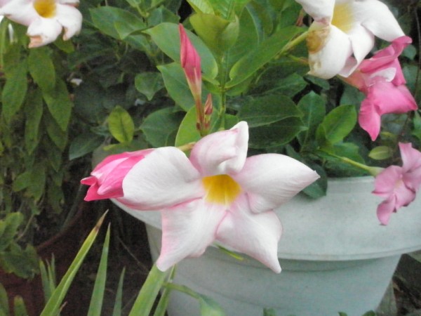 Name:  P8261933 (600 x 450).jpg
Views: 972
Size:  61.7 KB