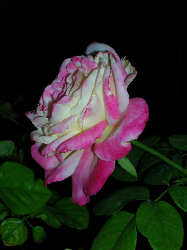 Name:  DSCN6772.jpg
Views: 2035
Size:  43.9 KB