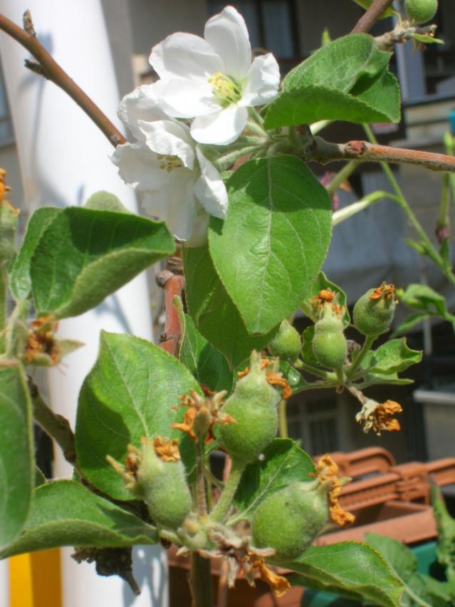 Name:  DSCN6825.jpg
Views: 2013
Size:  70.2 KB