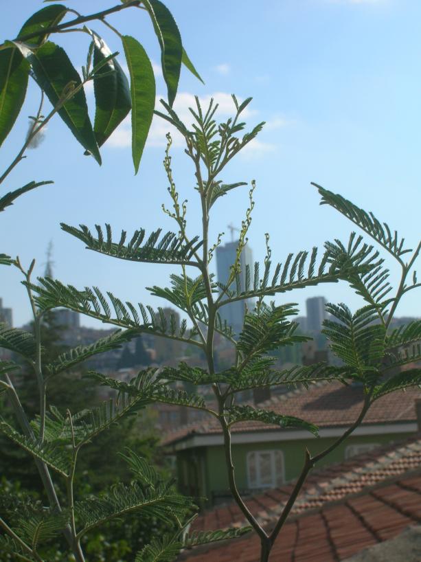 Name:  DSCN6827.jpg
Views: 1883
Size:  71.4 KB