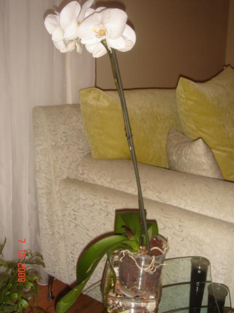 Name:  foto3.jpg
Views: 2394
Size:  33.0 KB
