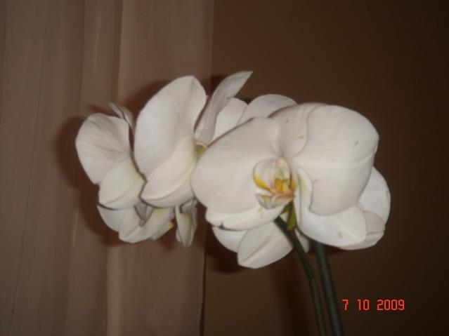 Name:  foto4.jpg
Views: 1768
Size:  17.4 KB