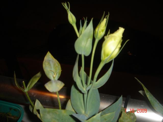 Name:  foto8.jpg
Views: 1787
Size:  24.5 KB