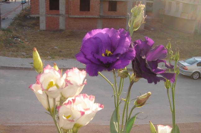 Name:  f7.JPG
Views: 1912
Size:  34.5 KB