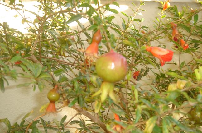 Name:  foto2.JPG
Views: 1822
Size:  57.8 KB