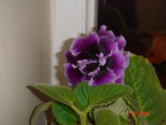 Name:  foto5.jpg
Views: 1892
Size:  23.2 KB