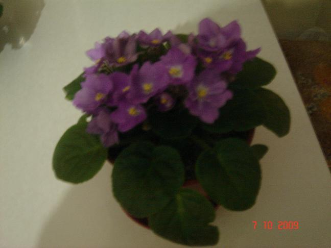 Name:  foto9.JPG
Views: 1757
Size:  35.0 KB