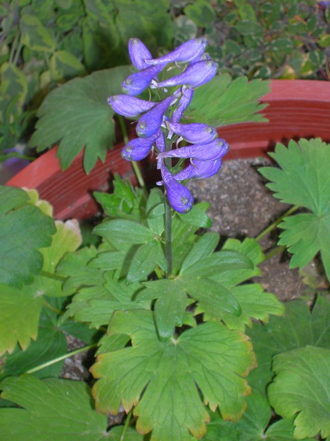 Name:  DSCN6918.jpg
Views: 1797
Size:  69.4 KB