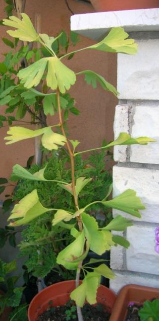 Name:  DSCN6731.jpg
Views: 1998
Size:  33.6 KB