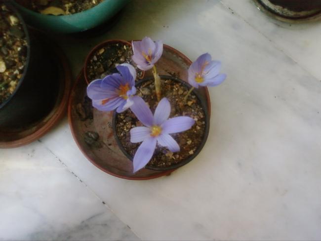 Name:  Fotoraf0984.jpg
Views: 815
Size:  26.5 KB