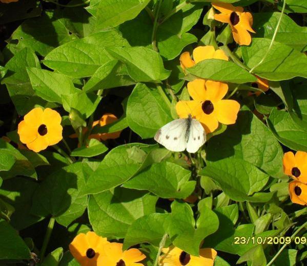 Name:  resimlerim 774.jpg
Views: 784
Size:  58.3 KB