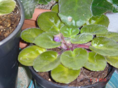 Name:  DSC002669.jpg
Views: 1800
Size:  41.9 KB
