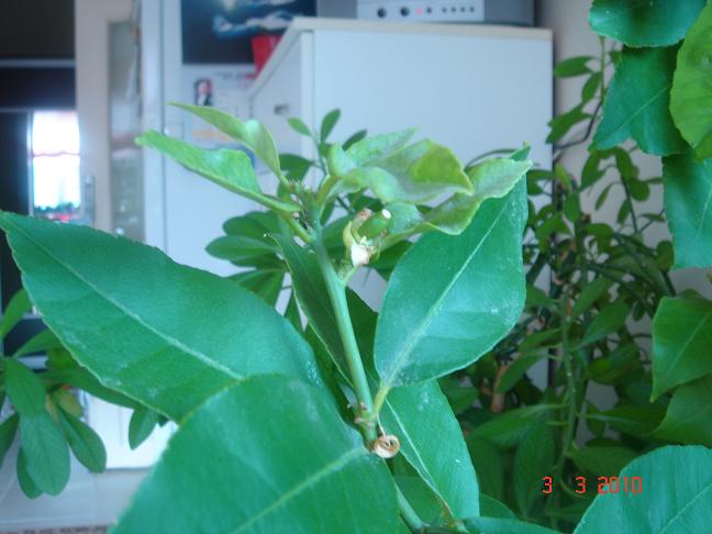 Name:  DSC02675.JPG
Views: 1639
Size:  58.0 KB