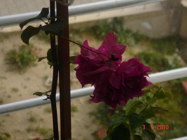 Name:  DSC02683.JPG
Views: 1588
Size:  47.3 KB