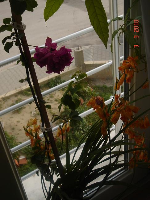 Name:  DSC02684.JPG
Views: 1554
Size:  65.0 KB