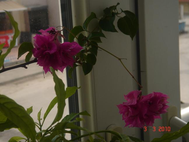 Name:  DSC02685.JPG
Views: 1551
Size:  44.7 KB
