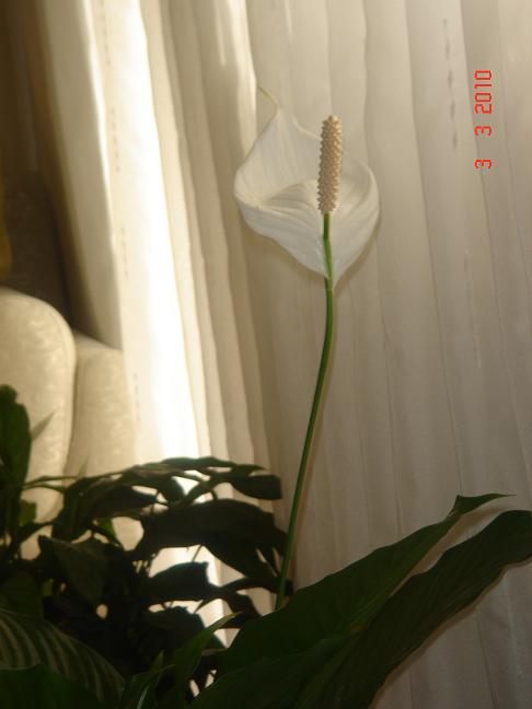 Name:  DSC02680.JPG
Views: 1885
Size:  32.8 KB