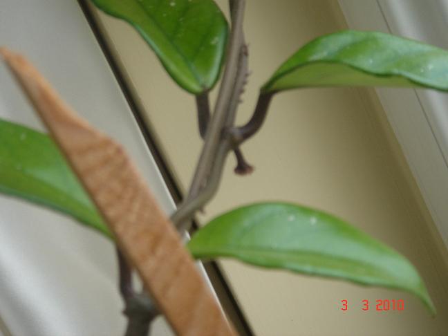 Name:  DSC02695.JPG
Views: 1559
Size:  34.7 KB