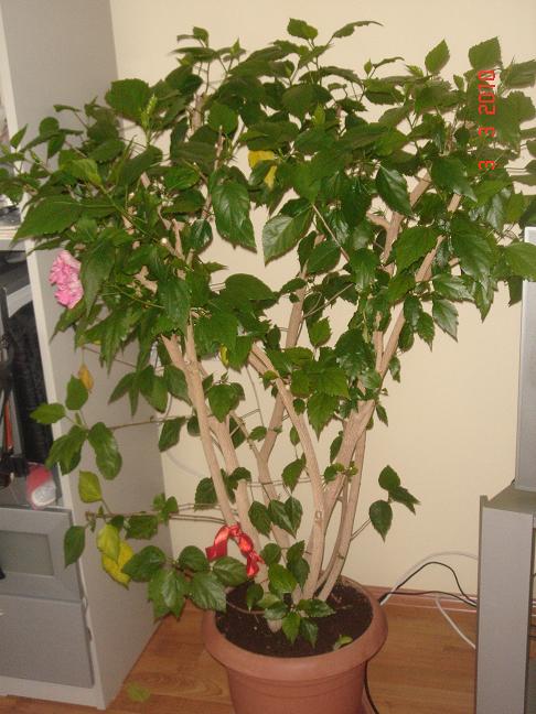 Name:  DSC02696.JPG
Views: 1574
Size:  66.3 KB