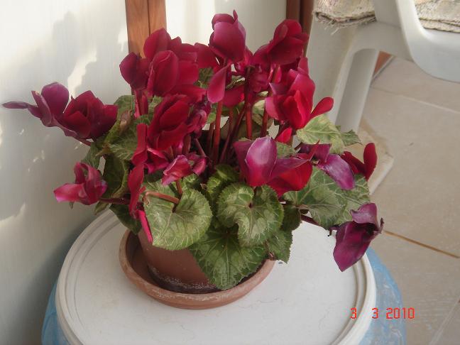 Name:  DSC02697.JPG
Views: 1564
Size:  54.3 KB