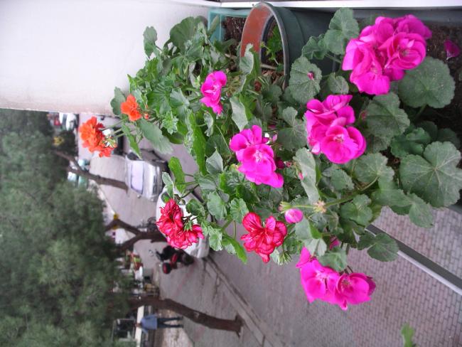 Name:  IMGP5076.jpg
Views: 901
Size:  57.1 KB