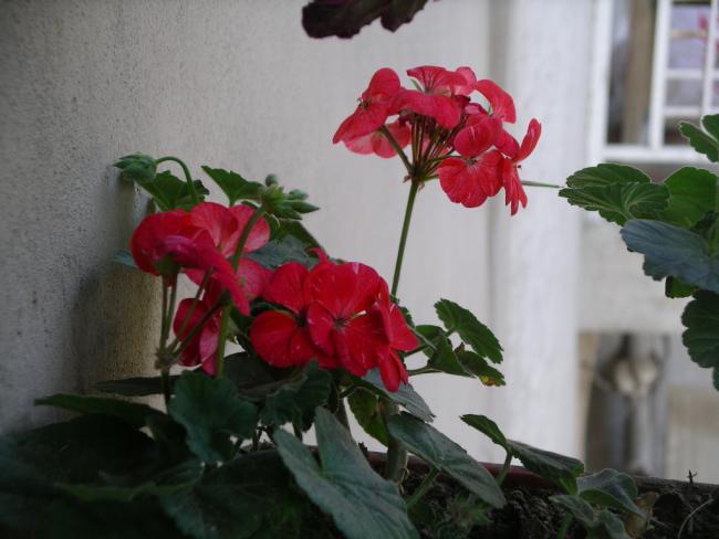Name:  IMGP5090.jpg
Views: 881
Size:  38.5 KB