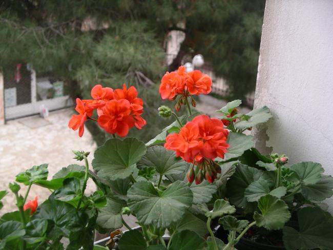 Name:  IMGP5114.jpg
Views: 868
Size:  48.0 KB