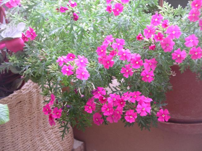 Name:  IMGP5137.jpg
Views: 898
Size:  67.4 KB