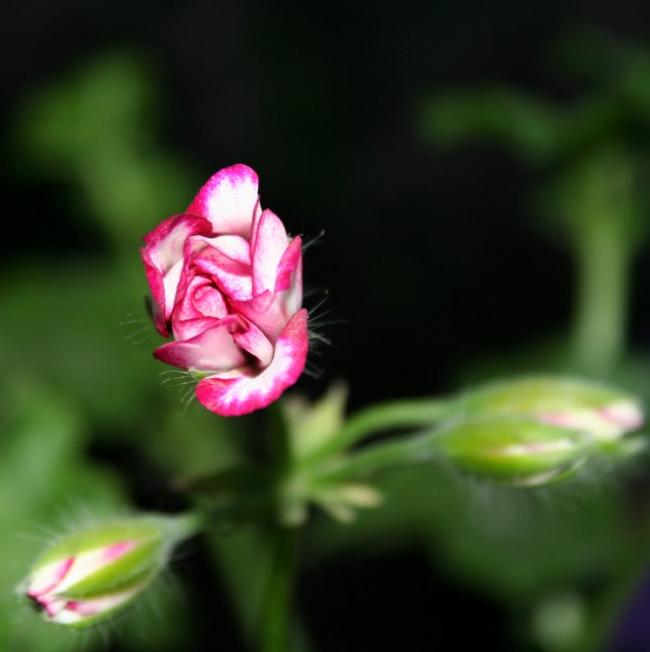 Name:  biz 023.jpg
Views: 928
Size:  27.2 KB