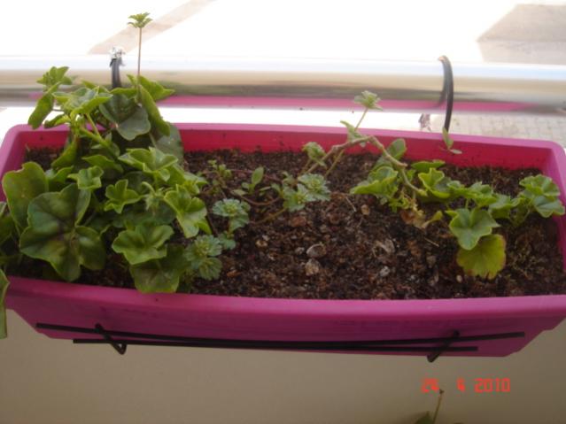 Name:  24 nisan 043.jpg
Views: 1426
Size:  35.1 KB