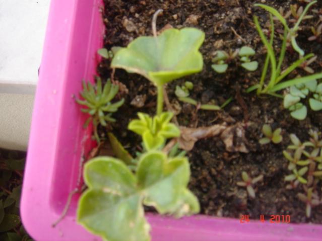 Name:  24 nisan 036.jpg
Views: 1225
Size:  38.1 KB