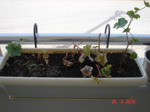 Name:  24 nisan 039.jpg
Views: 1253
Size:  29.8 KB