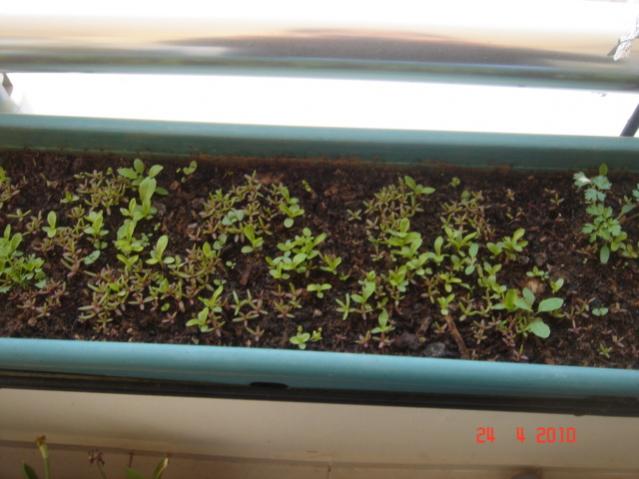 Name:  24 nisan 045.jpg
Views: 1586
Size:  41.6 KB
