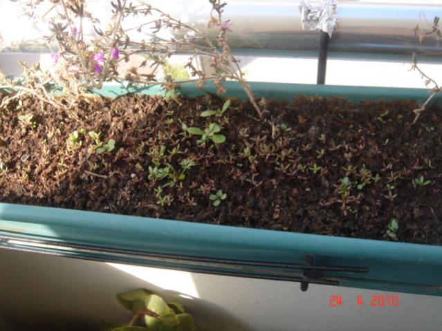 Name:  24 nisan 035.jpg
Views: 1490
Size:  52.1 KB