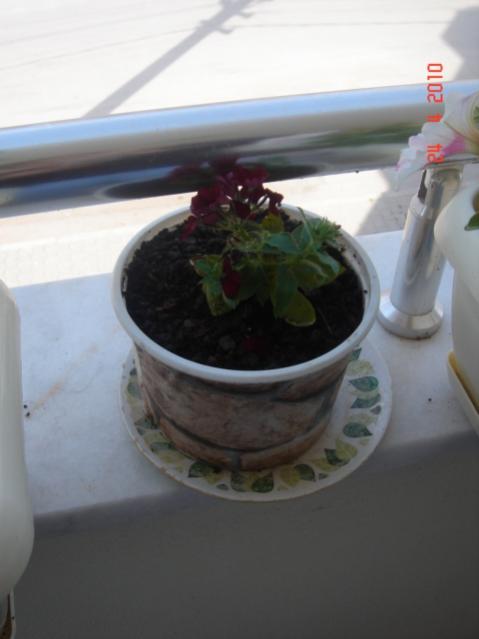 Name:  24 nisan 041.jpg
Views: 1213
Size:  24.9 KB