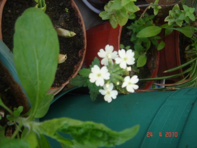 Name:  24 nisan 028.jpg
Views: 1338
Size:  33.6 KB
