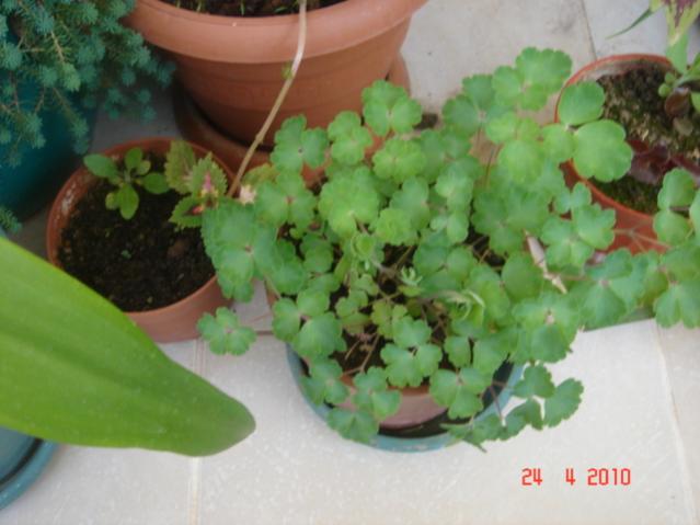 Name:  24 nisan 023.jpg
Views: 1350
Size:  36.1 KB