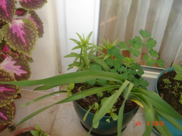 Name:  24 nisan 025.jpg
Views: 1329
Size:  37.5 KB