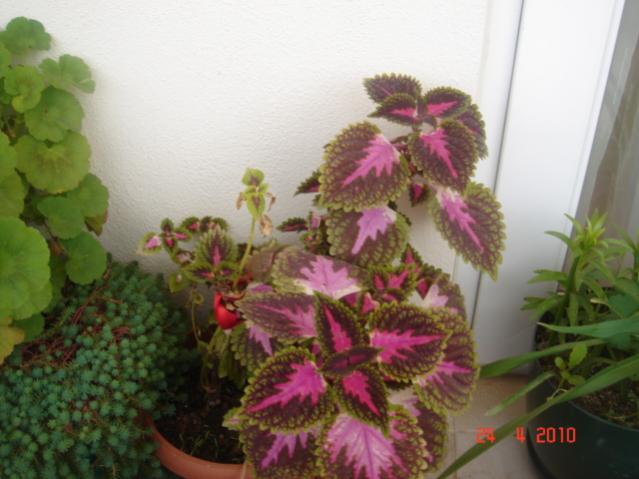 Name:  24 nisan 020.jpg
Views: 1131
Size:  40.1 KB